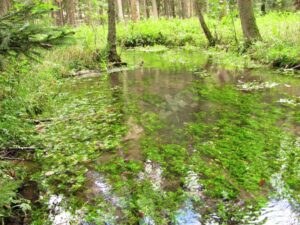 Naučná stezka Klokočským lesem za hrou, vodou a ptačím zpěvem